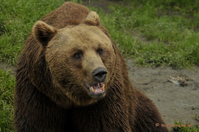 _DSC5687.JPG - Olmense Zoo