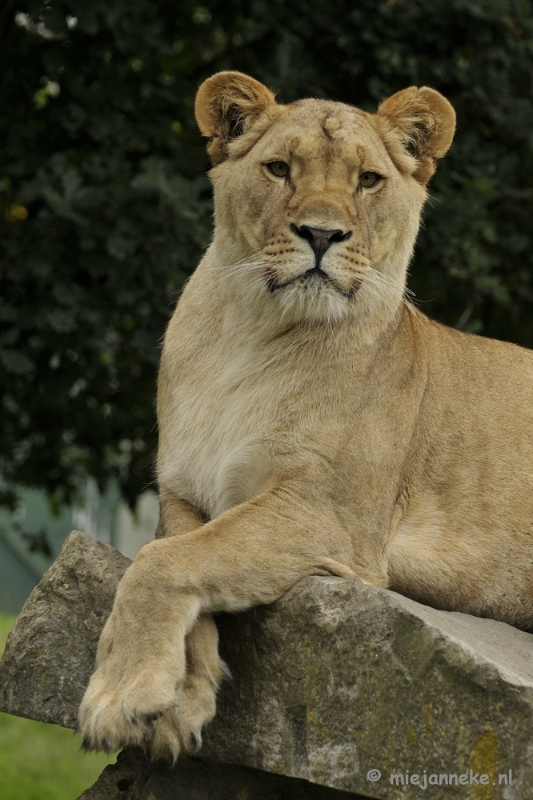 _DSC5815.JPG - Olmense Zoo