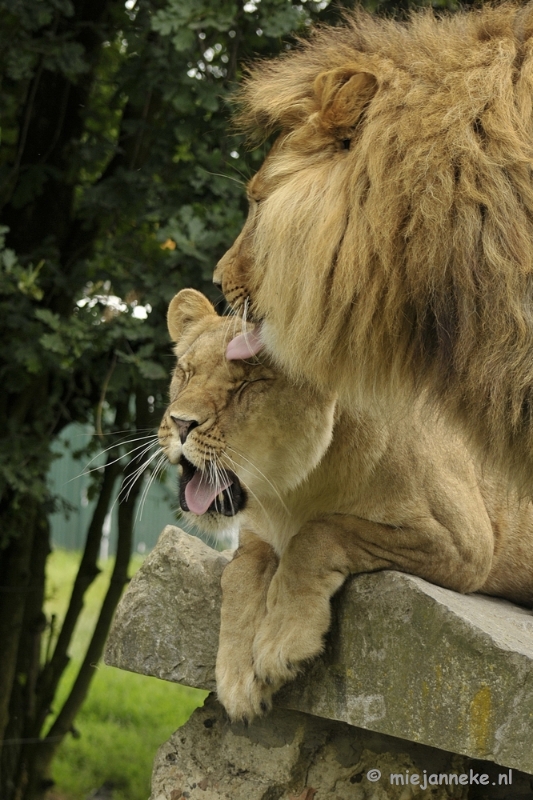 _DSC5832.JPG - Olmense Zoo