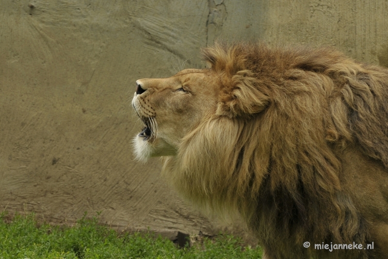 _DSC5879.JPG - Olmense Zoo