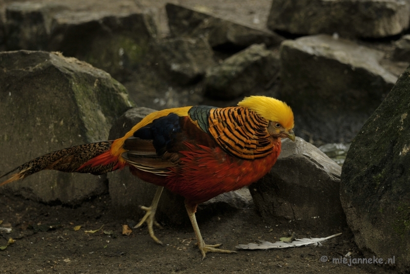 _DSC6025.JPG - Olmense Zoo