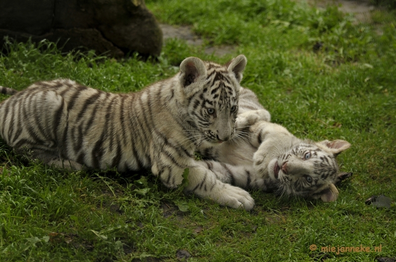 _DSC6041.JPG - Olmense Zoo