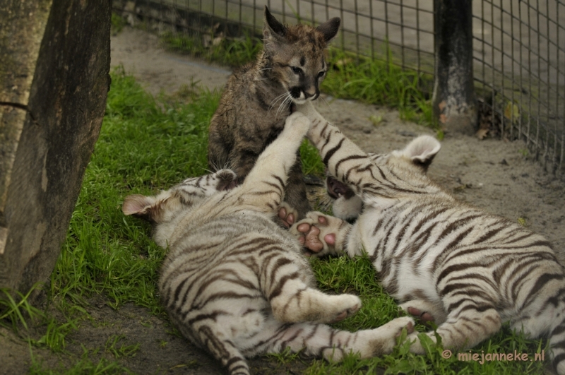 _DSC6044.JPG - Olmense Zoo