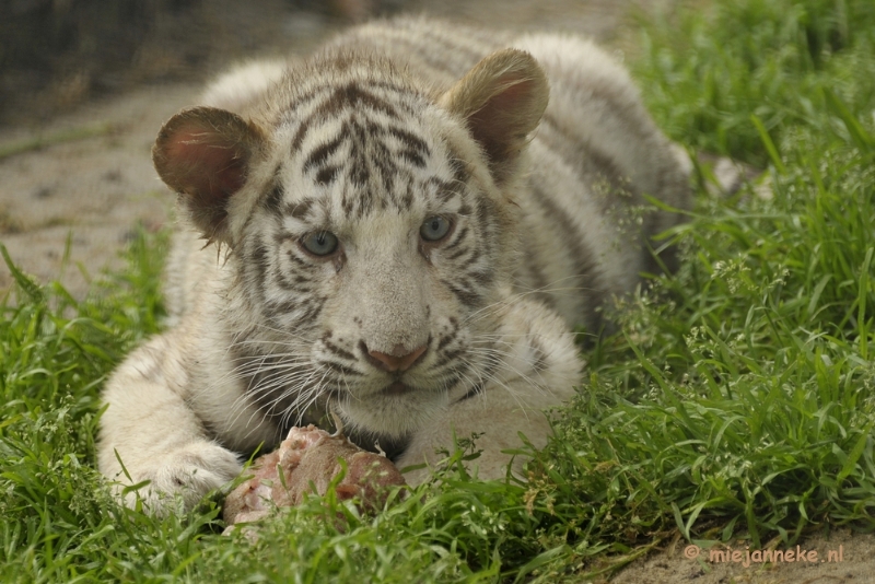 _DSC6070.JPG - Olmense Zoo