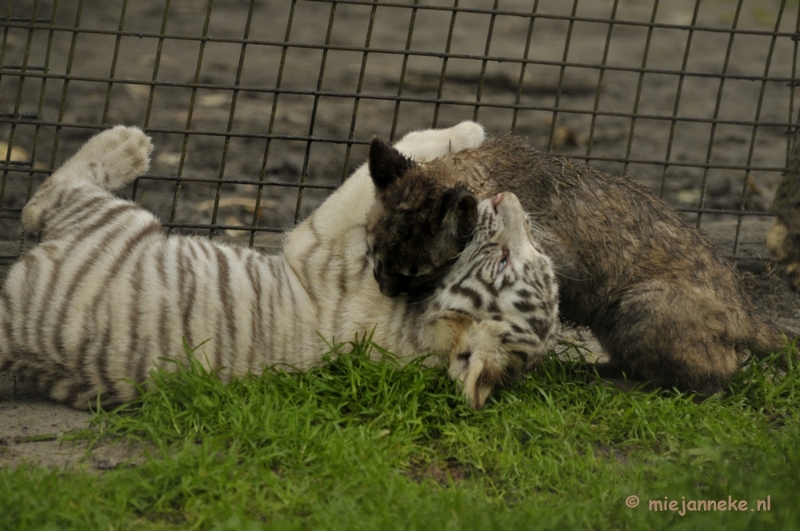 _DSC6107.JPG - Olmense Zoo