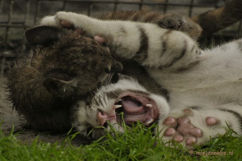 _DSC6135.JPG - Olmense Zoo