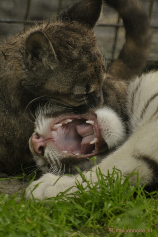 _DSC6142.JPG - Olmense Zoo