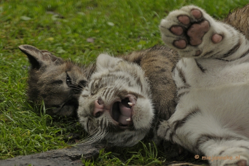 _DSC6253.JPG - Olmense Zoo