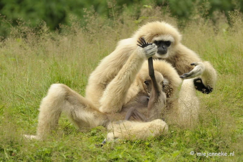 _DSC6326.JPG - Olmense Zoo