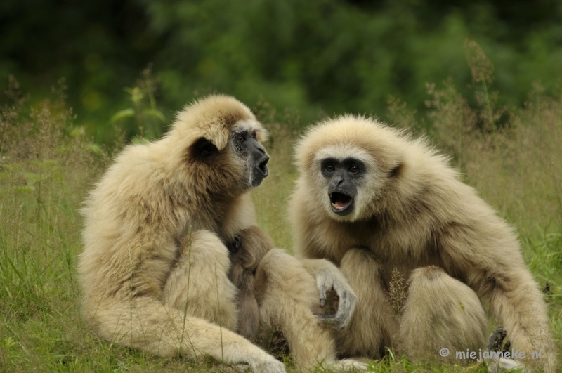 _DSC6361.JPG - Olmense Zoo