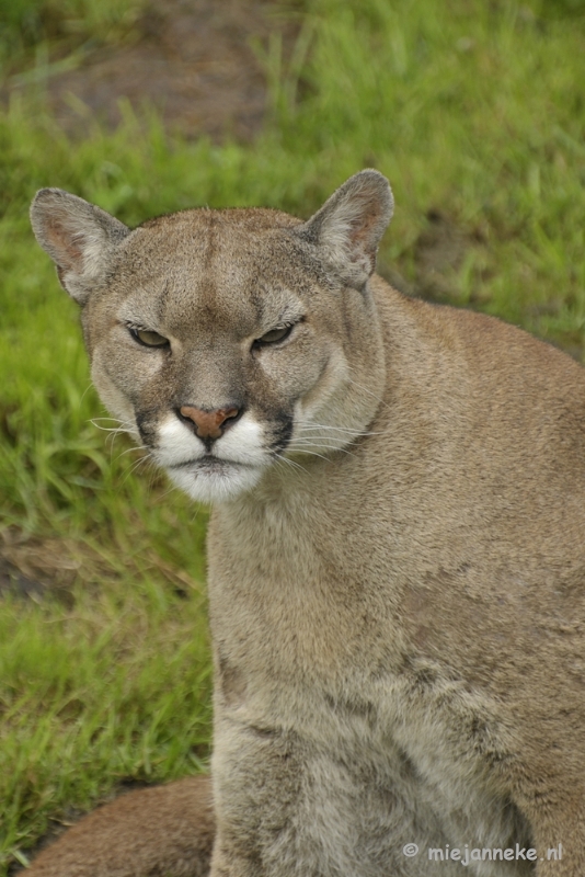 _DSC6477.JPG - Olmense Zoo