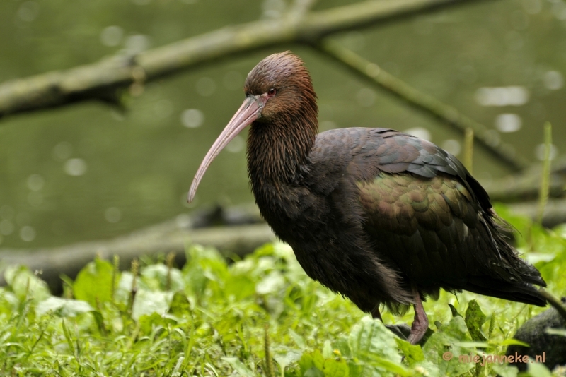 _DSC6680.JPG - Olmense Zoo