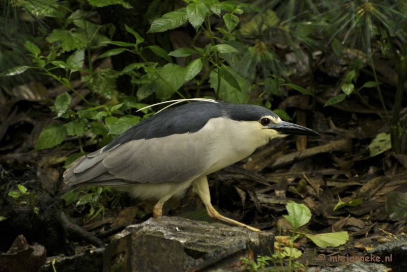 _DSC6687.JPG - Olmense Zoo