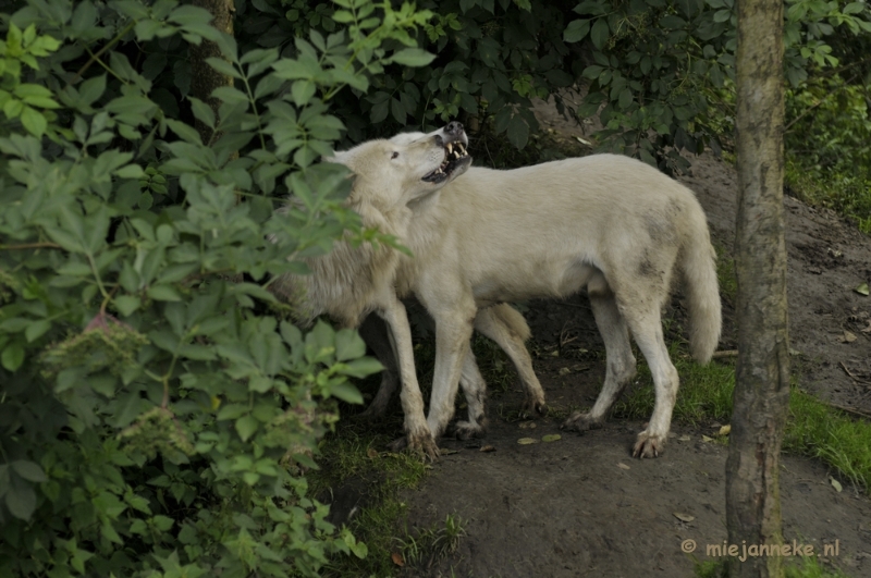 _DSC7035.JPG - Olmense Zoo