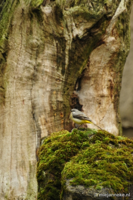 _DSC4754.JPG - Ouwehands Dierenpark