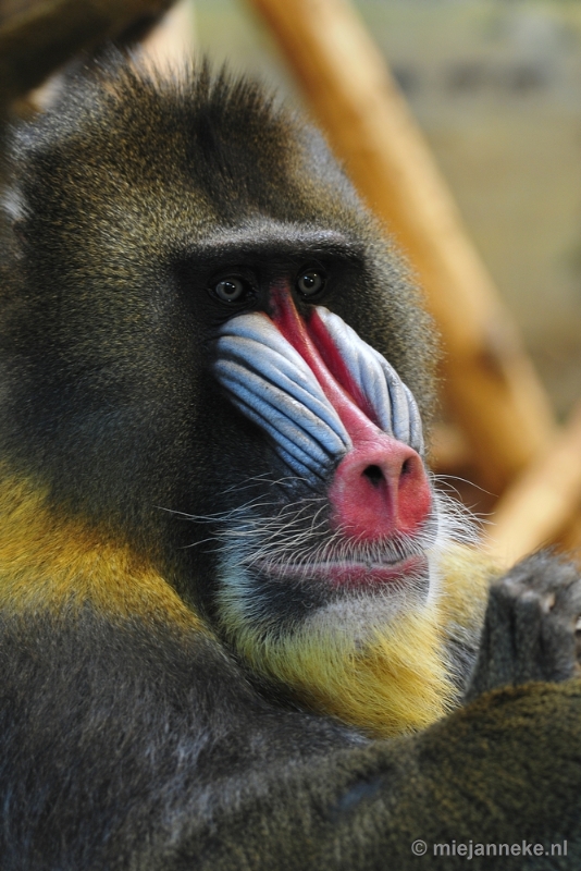 _DSC4952.JPG - Ouwehands Dierenpark