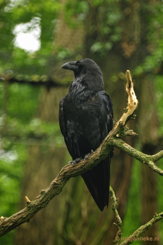 _DSC5002.JPG - Ouwehands Dierenpark