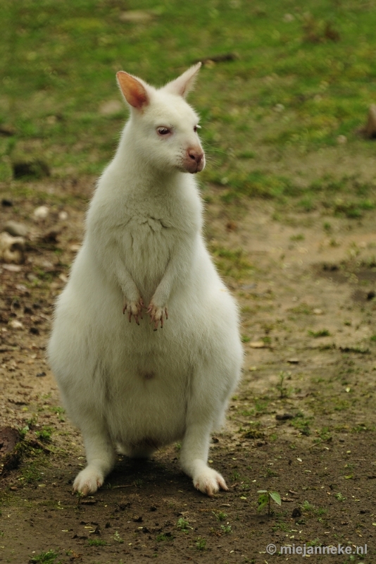 _DSC5008.JPG - Ouwehands Dierenpark