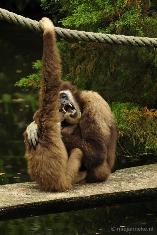 _DSC5033.JPG - Ouwehands Dierenpark