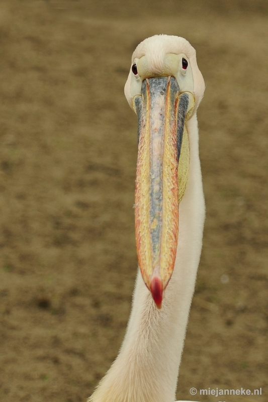 _DSC5044.JPG - Ouwehands Dierenpark