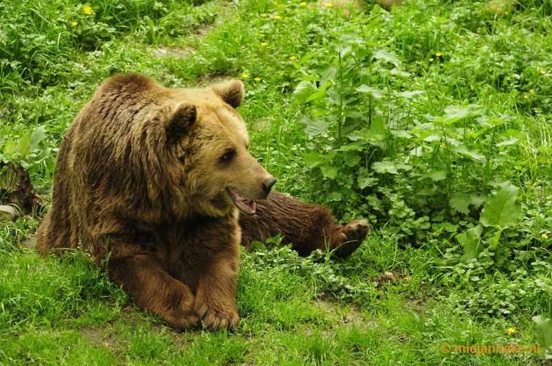 _DSC5116.JPG - Ouwehands Dierenpark