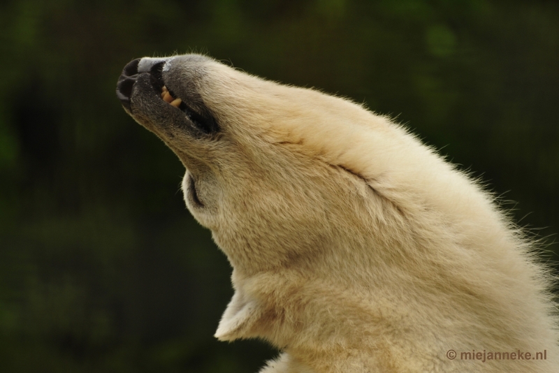 _DSC5254.JPG - Ouwehands Dierenpark