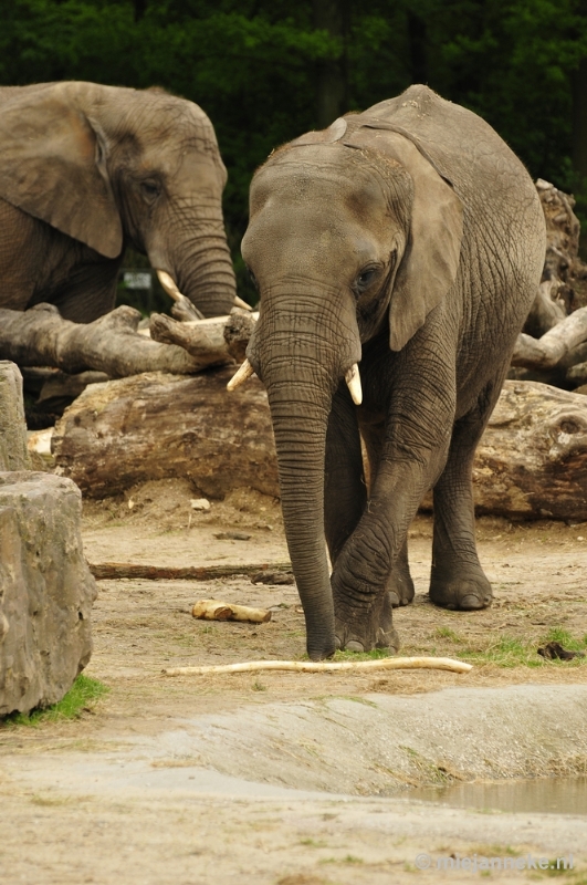 _DSC5310.JPG - Ouwehands Dierenpark