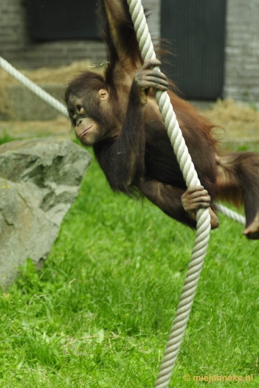 _DSC5390.JPG - Ouwehands Dierenpark