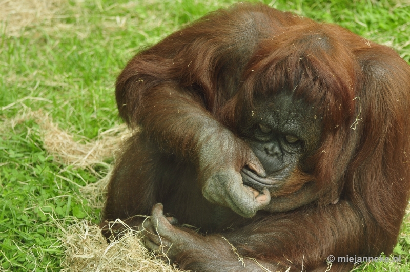 _DSC5416.JPG - Ouwehands Dierenpark