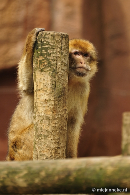 _DSC5437.JPG - Ouwehands Dierenpark