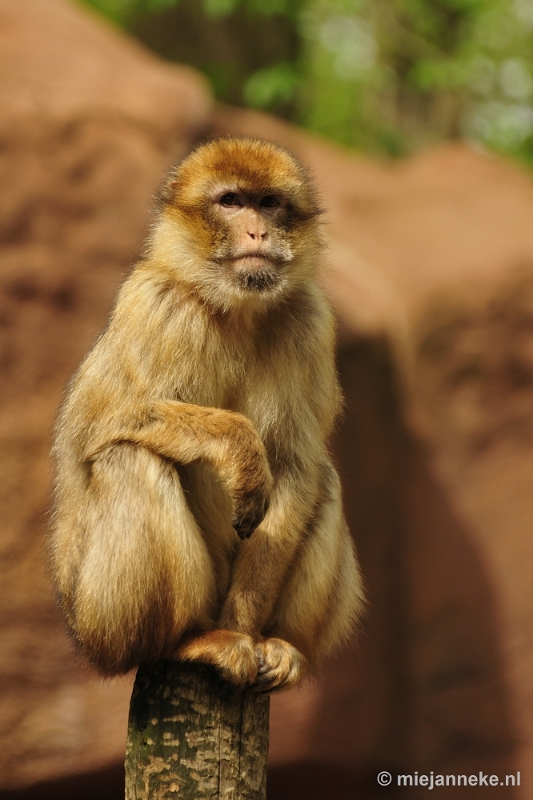 _DSC5451.JPG - Ouwehands Dierenpark