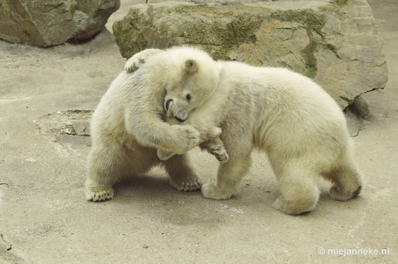 _DSC5513.JPG - Ouwehands Dierenpark