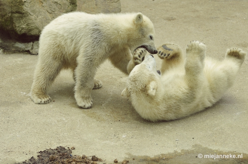 _DSC5536.JPG - Ouwehands Dierenpark