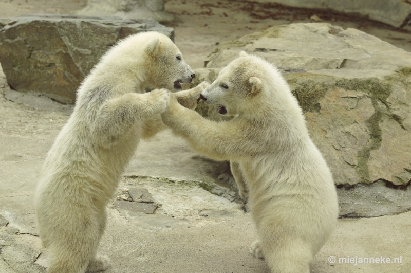 _DSC5544.JPG - Ouwehands Dierenpark