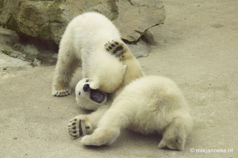 _DSC5563.JPG - Ouwehands Dierenpark