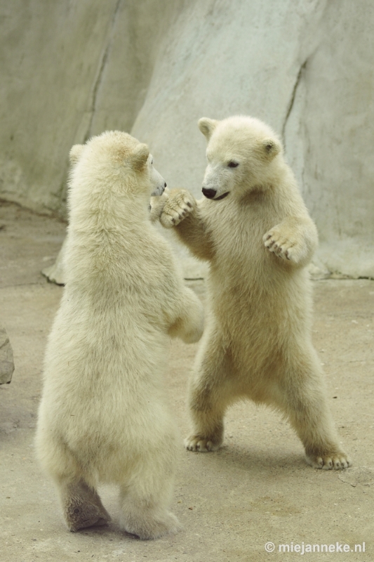 _DSC5573.JPG - Ouwehands Dierenpark