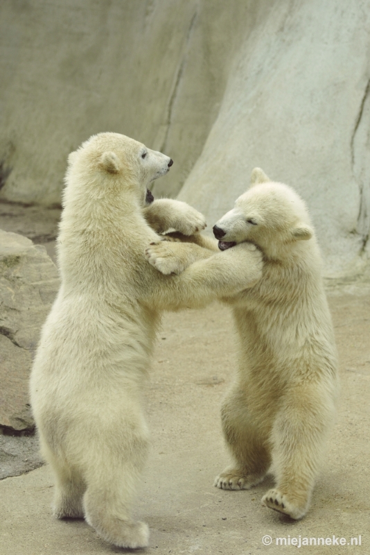 _DSC5574.JPG - Ouwehands Dierenpark