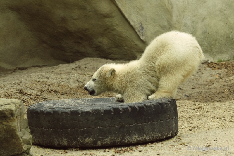 _DSC5577.JPG - Ouwehands Dierenpark