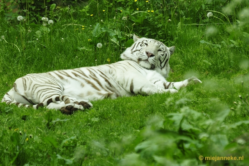 _DSC5621.JPG - Ouwehands Dierenpark