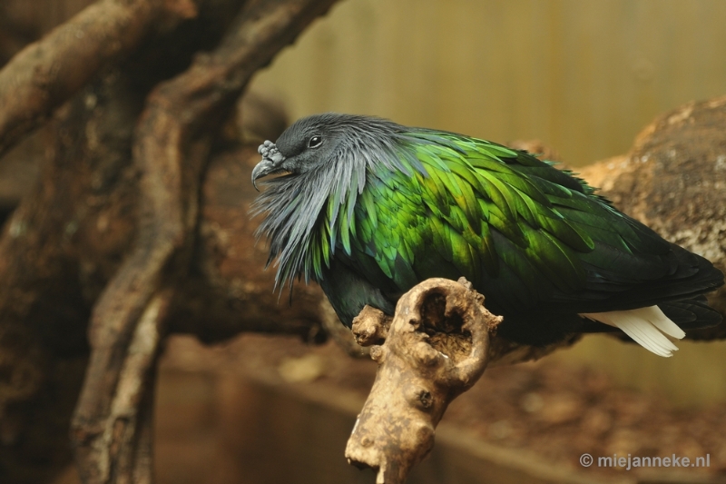 _DSC5624.JPG - Ouwehands Dierenpark