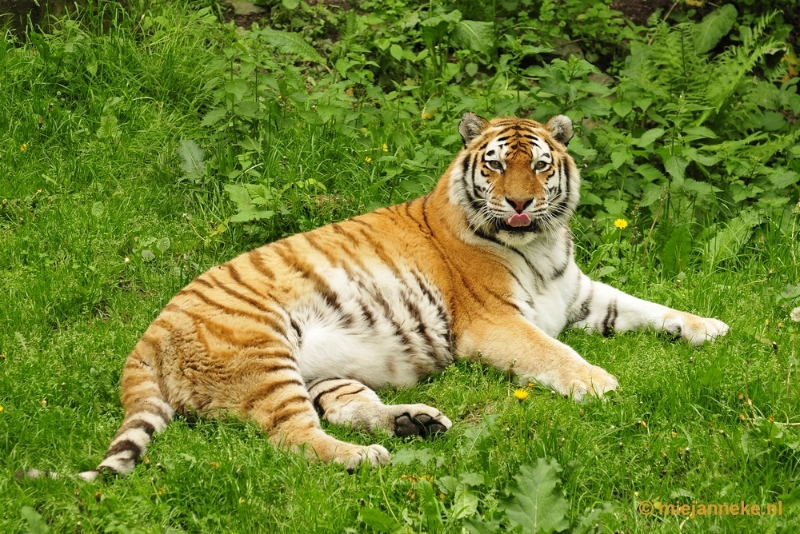 _DSC5697.JPG - Ouwehands Dierenpark