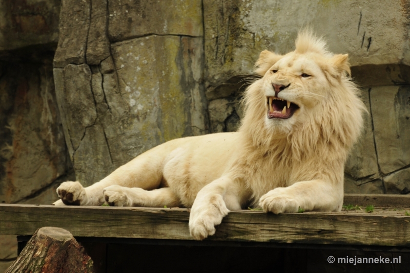 _DSC5712.JPG - Ouwehands Dierenpark