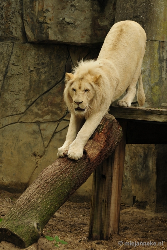 _DSC5739.JPG - Ouwehands Dierenpark