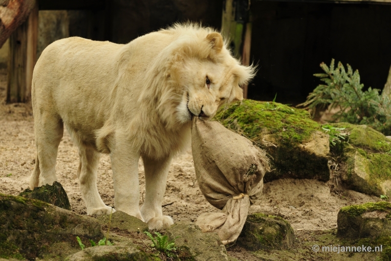 _DSC5761.JPG - Ouwehands Dierenpark