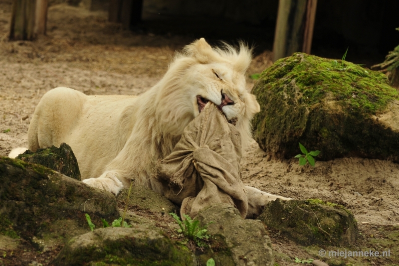 _DSC5813.JPG - Ouwehands Dierenpark