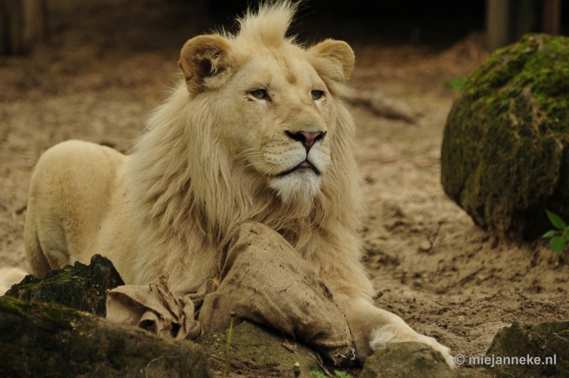 _DSC5821.JPG - Ouwehands Dierenpark