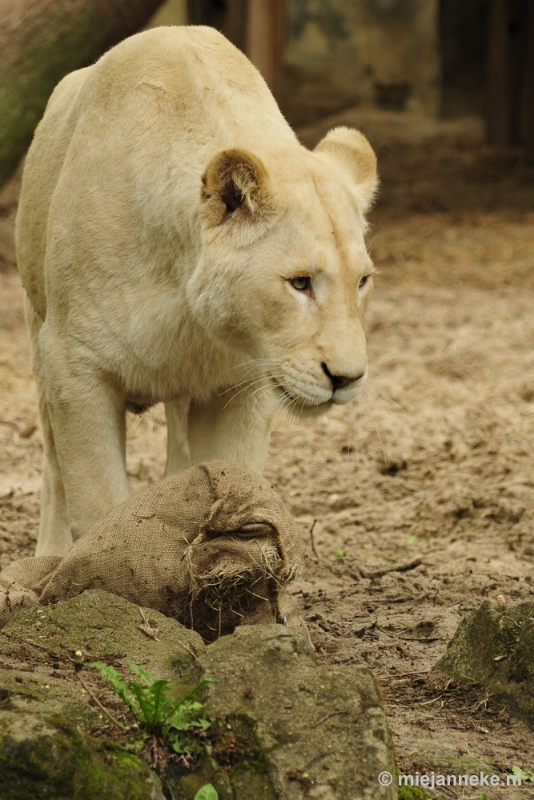 _DSC5848.JPG - Ouwehands Dierenpark