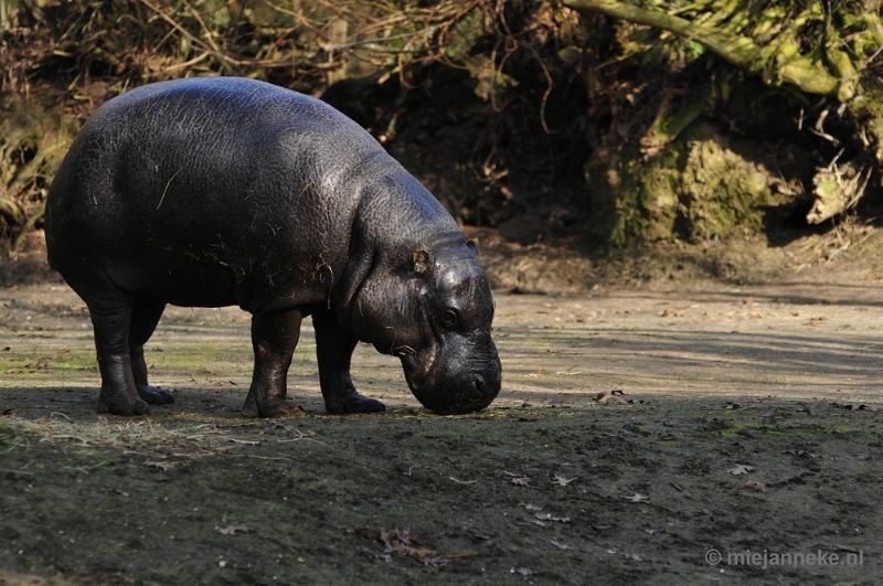 _DSC0004.JPG - Overloon Dierenpark Zoo