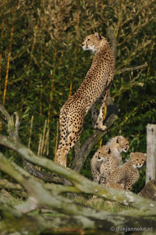 _DSC0028.JPG - Overloon Dierenpark Zoo
