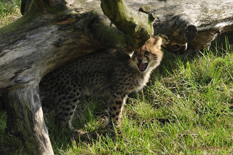 _DSC0043.JPG - Overloon Dierenpark Zoo